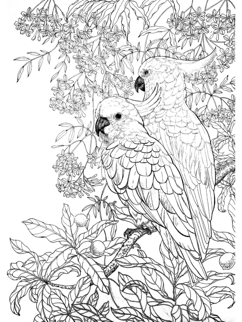 线描鹦鹉 发个以前的画