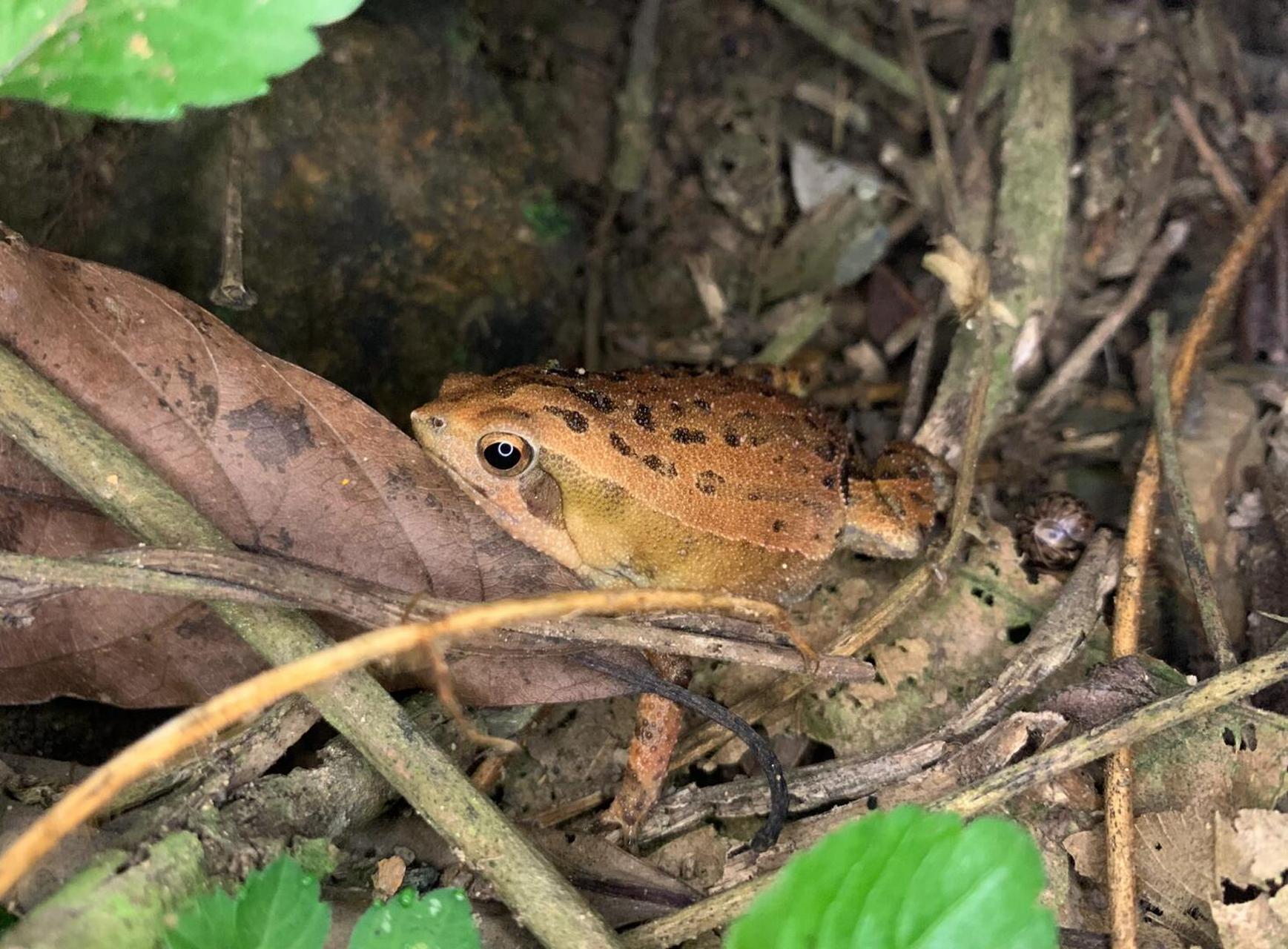 花细狭口蛙～不太常见,胖胖的很可爱[害羞]#呆萌可爱# #大自然# #蛙
