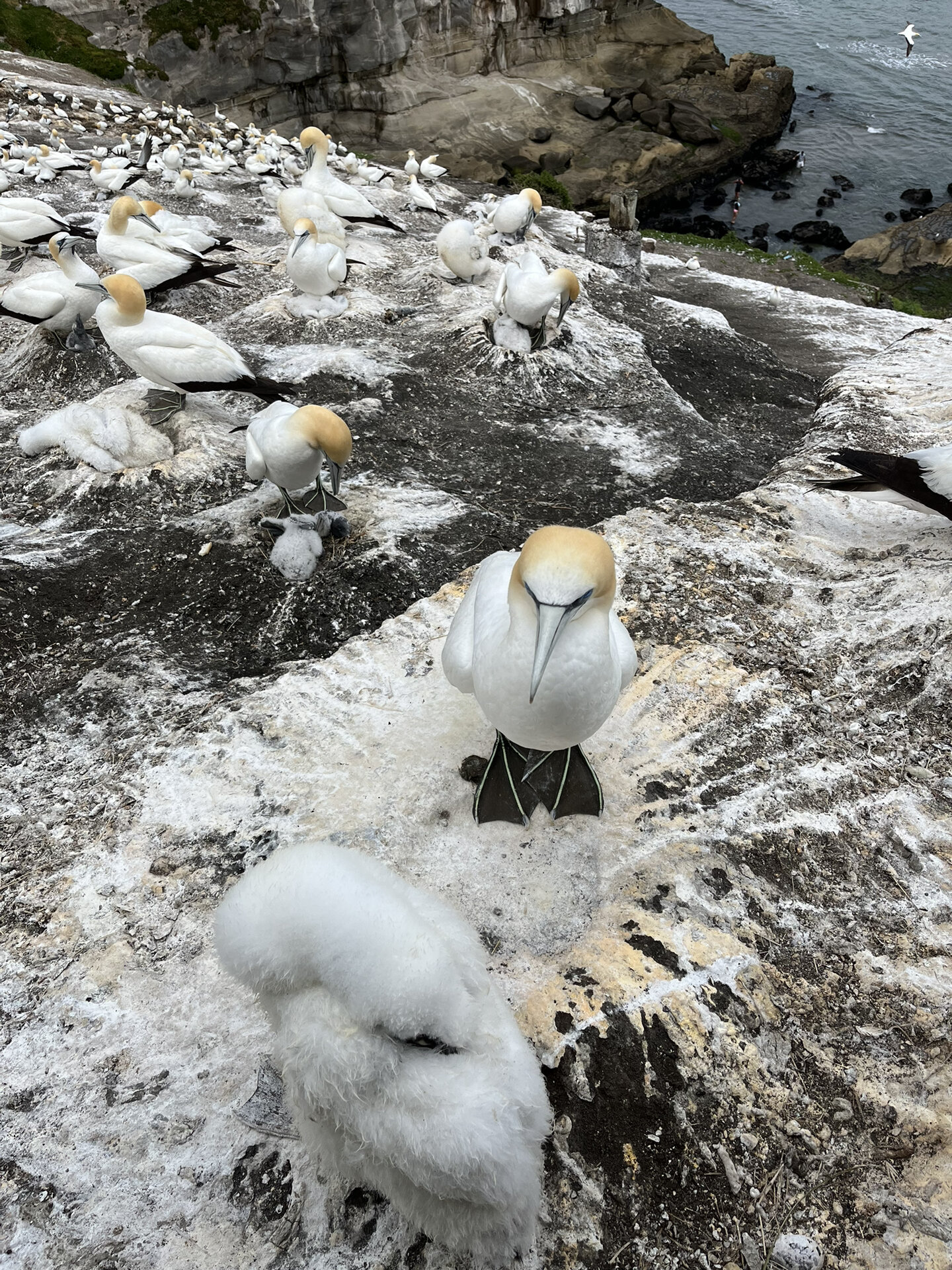 9991新西兰旅行记·鸟岛·muriwai location99:muriwai gannet