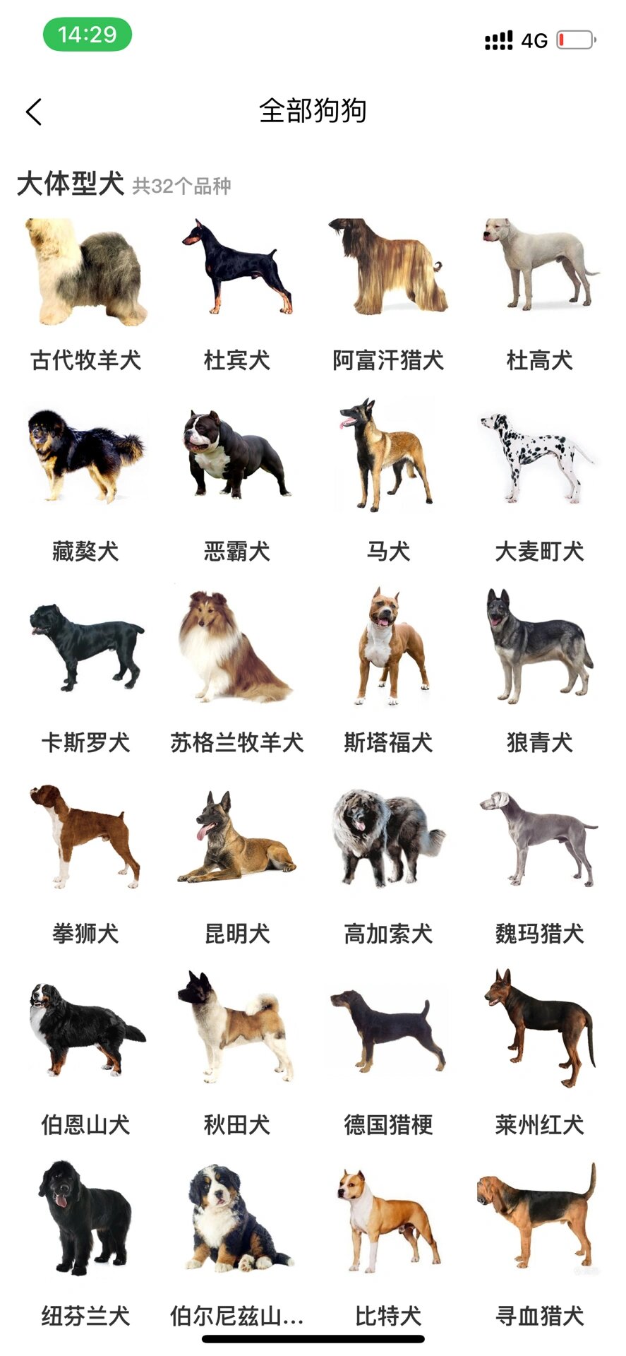 狗狗品种科普补