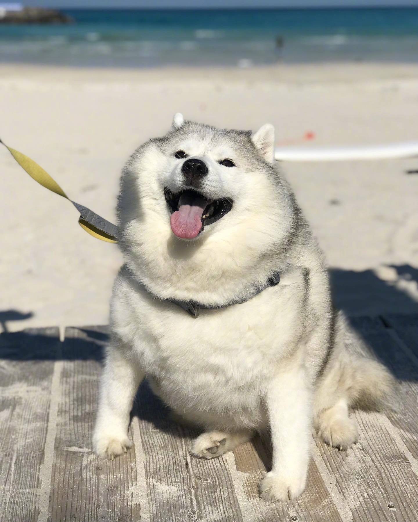 一只患病后被遗弃,又被现在的主人收留治疗并长大的二哈,现在它的日子