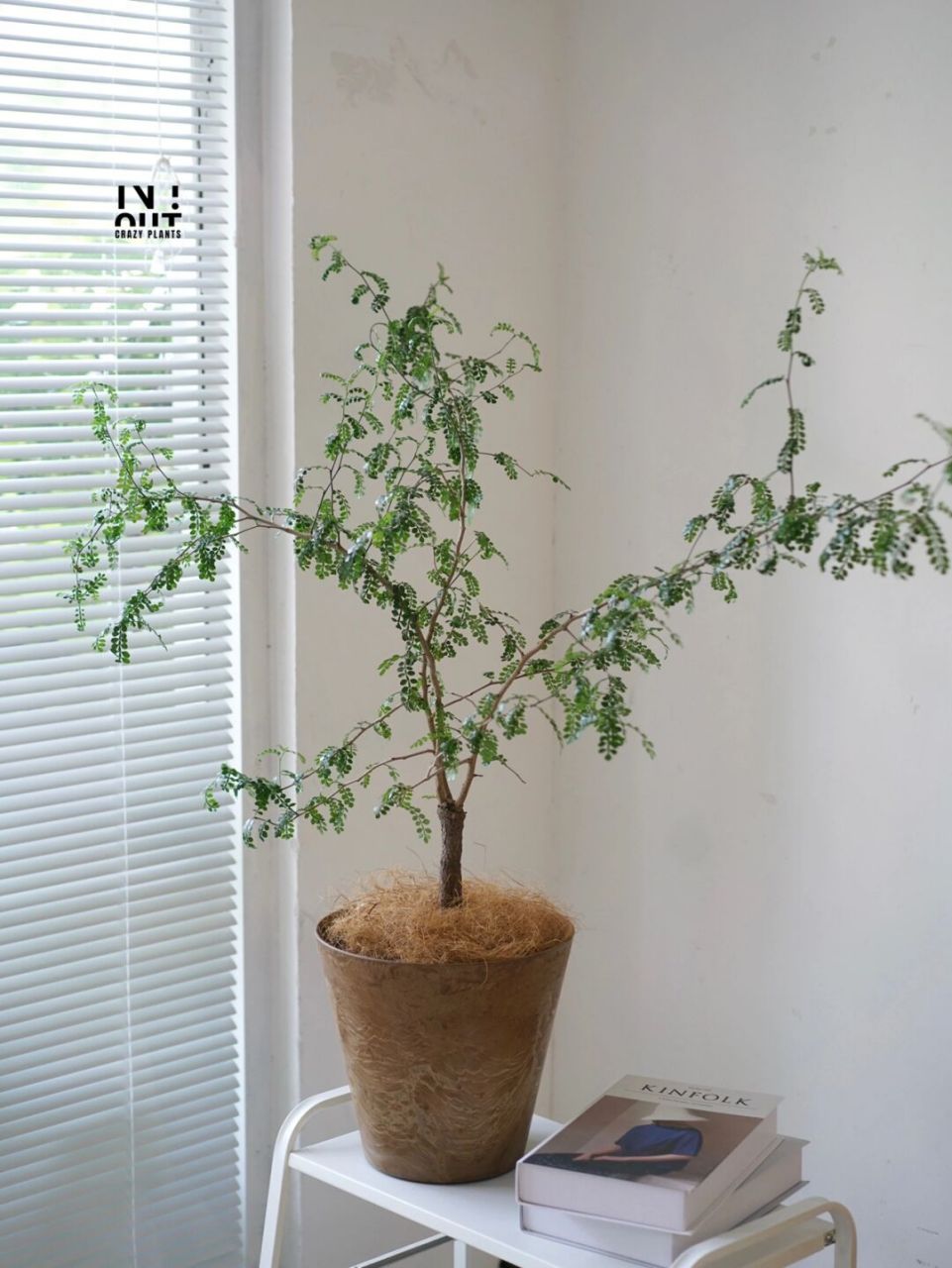 马达加斯加岛的列加氏漆树未免也太好看了吧 叶子像极了小众绿植童话