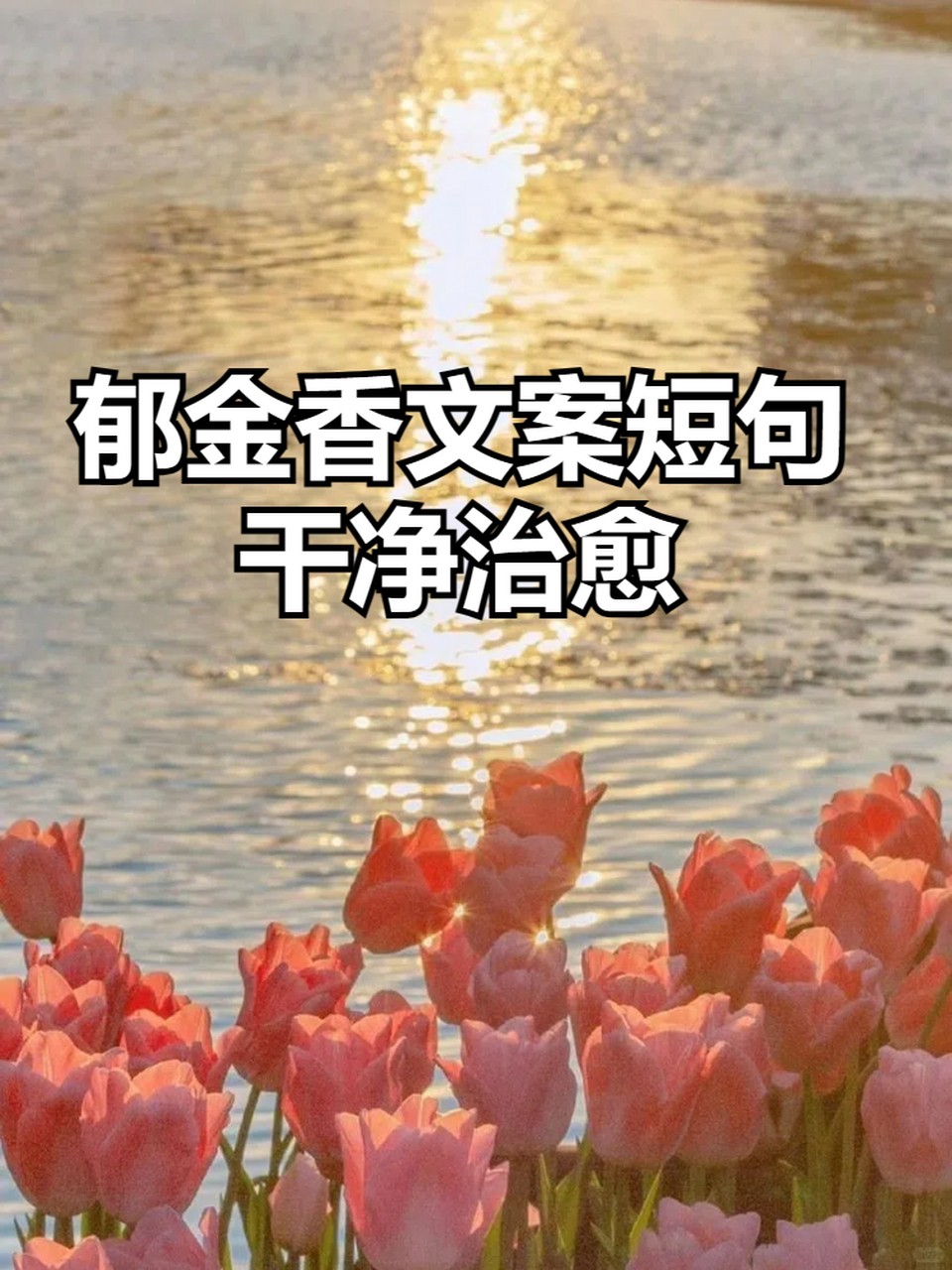郁金香文案短句干净治愈 93今天我将为大家分享一些关于郁金香的