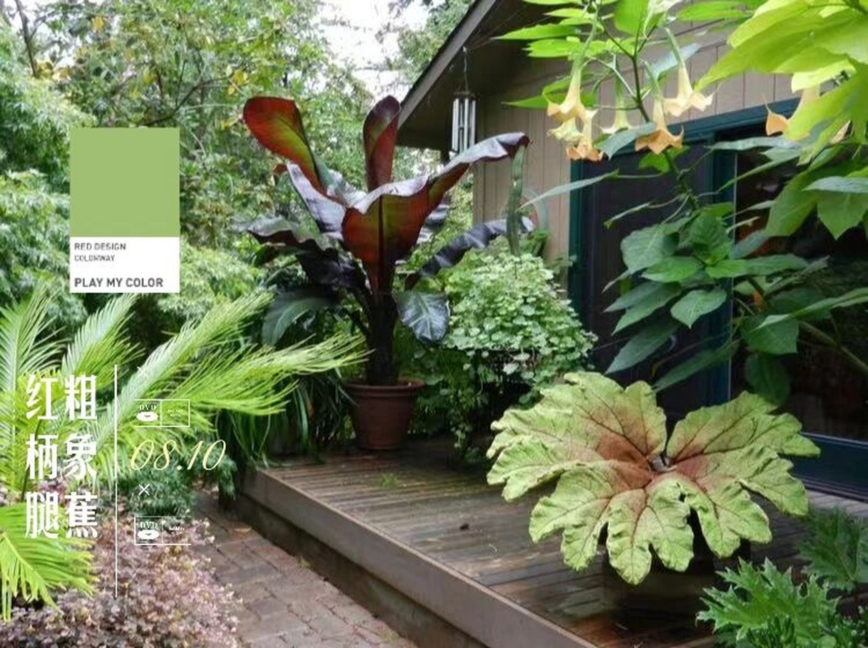 11 红粗柄象腿蕉 i 热带蕉类植物新秀 芭蕉科象腿蕉属 ensete ventri