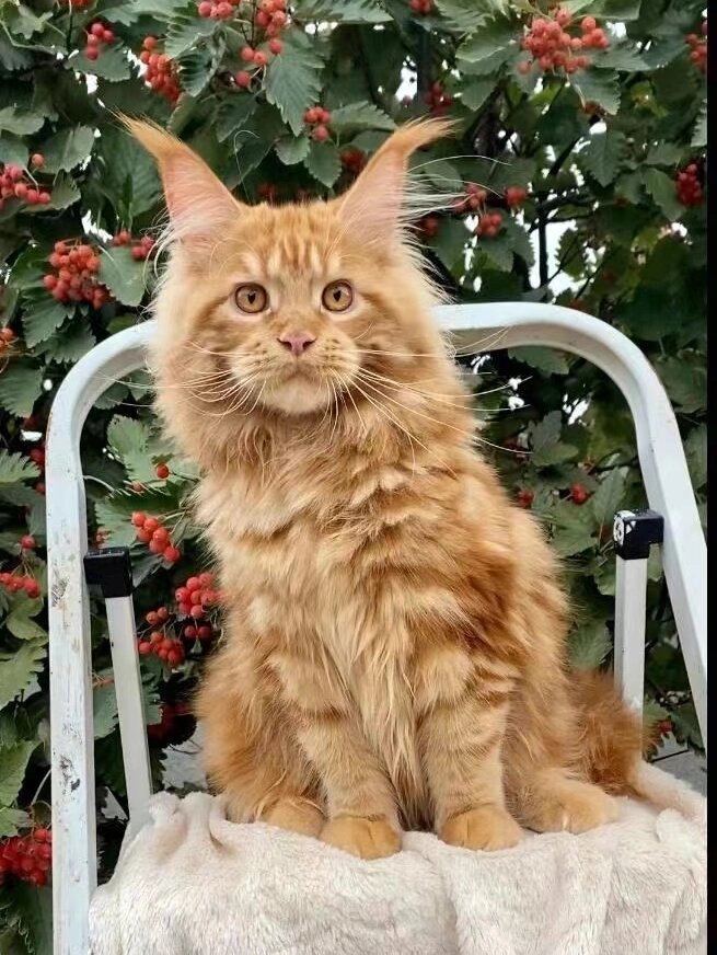 耳毛超漂亮的赛级红虎缅因