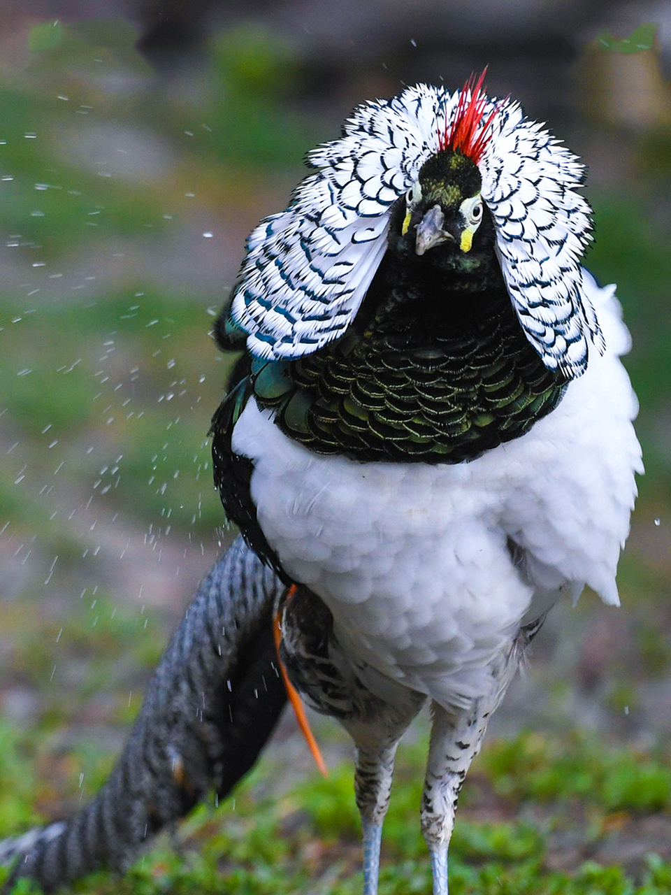 名气不如"川普鸡",但气质更胜的白腹锦鸡 白腹锦鸡(chrysolophus