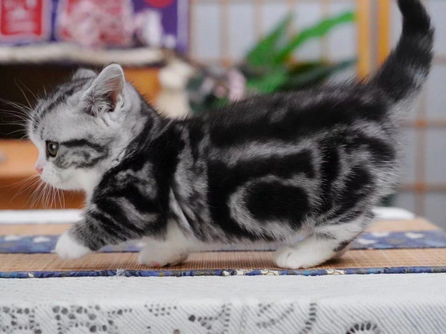 94是个可爱的小朋友     美短起司加白矮脚