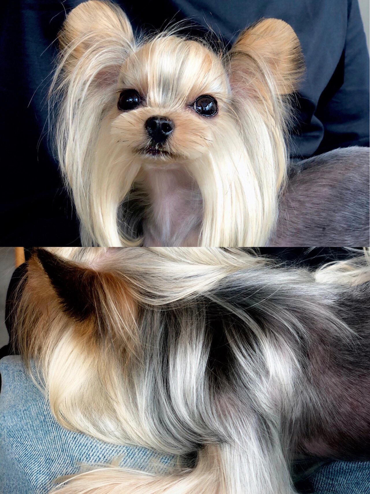 约克夏长毛米奇耳朵造型