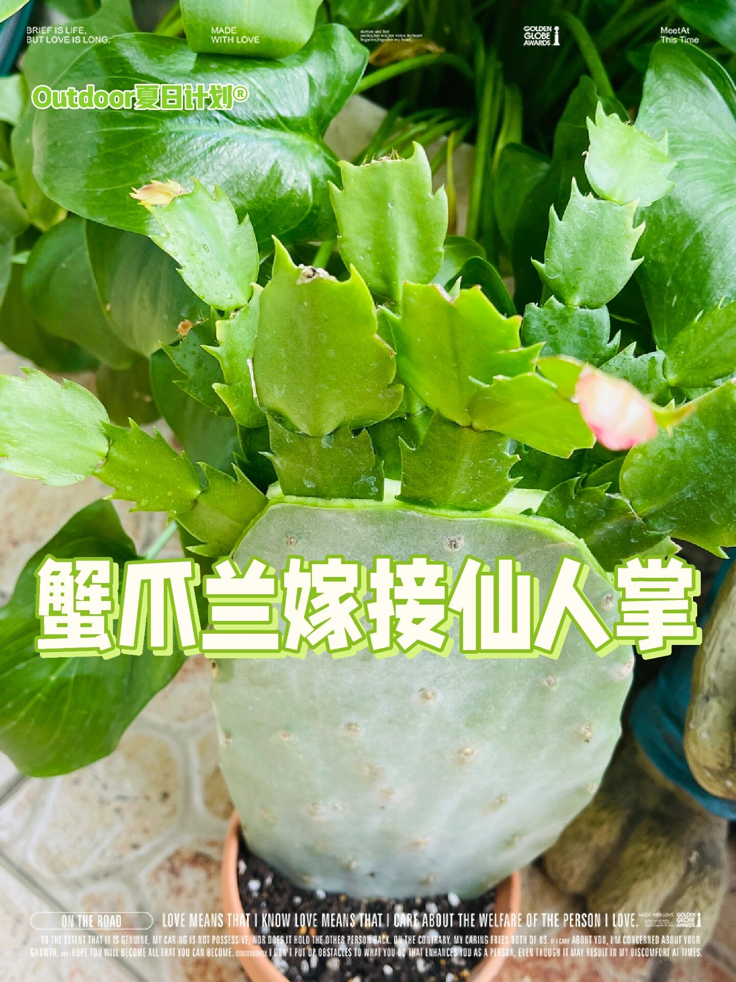 蟹爪兰嫁接仙人掌
