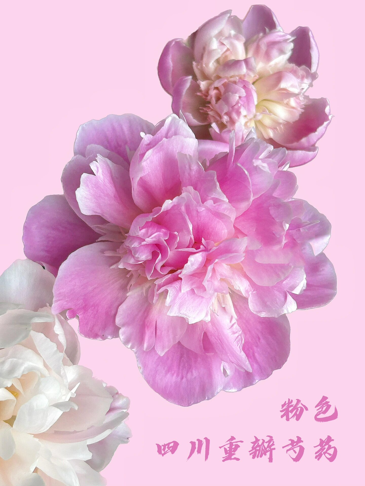 四川重瓣芍药(粉色) 这个芍药整体是桃粉色,小小的掌心花,气味淡,外圈