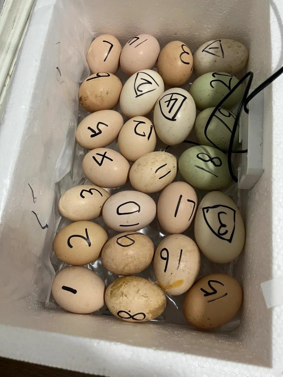 水床孵化小鸡第七天 照蛋04的日子到了,大半夜的,终于等孩子们都