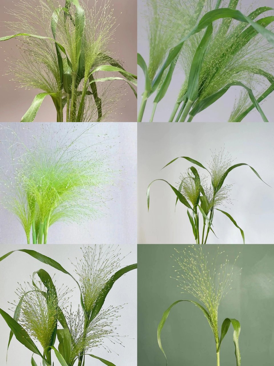 每天认识一种花-喷泉草 喷泉草花语: 时光磨砺后的爱,爱如呼吸长相伴.