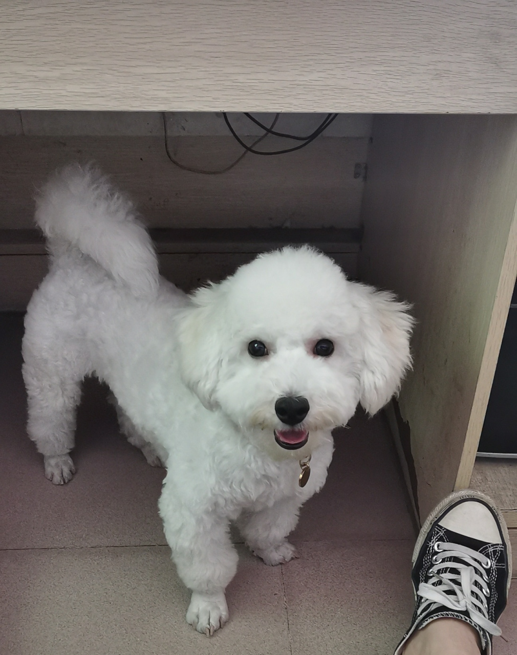 一只不纯的小比熊