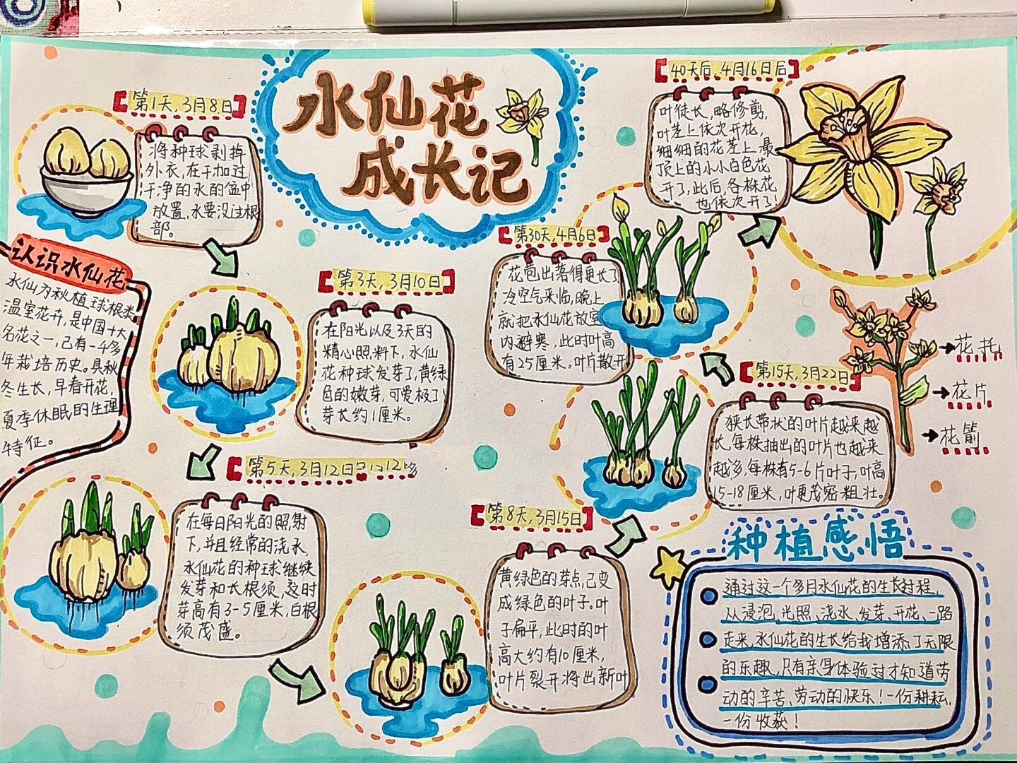 水仙花94自然笔记 水仙花成长记手抄报