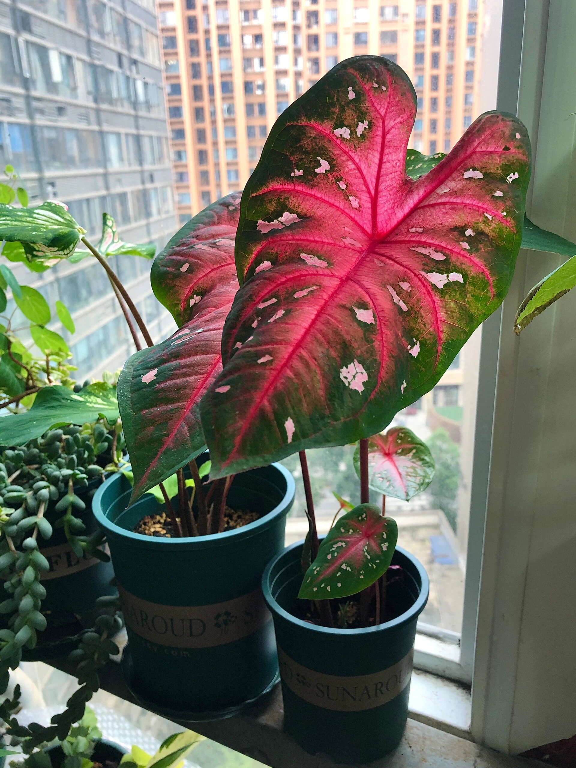 今日份植物分享～彩叶芋～红色闪光彩叶芋