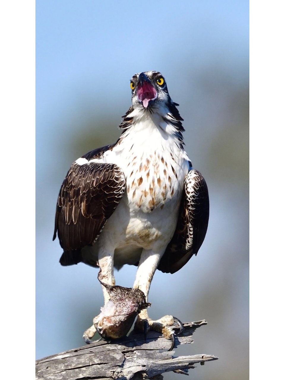 跳涧虎——鹗 真正的鱼鹰—鹗(读音通:鳄) 意为:血盆大口的鸟 体长:51