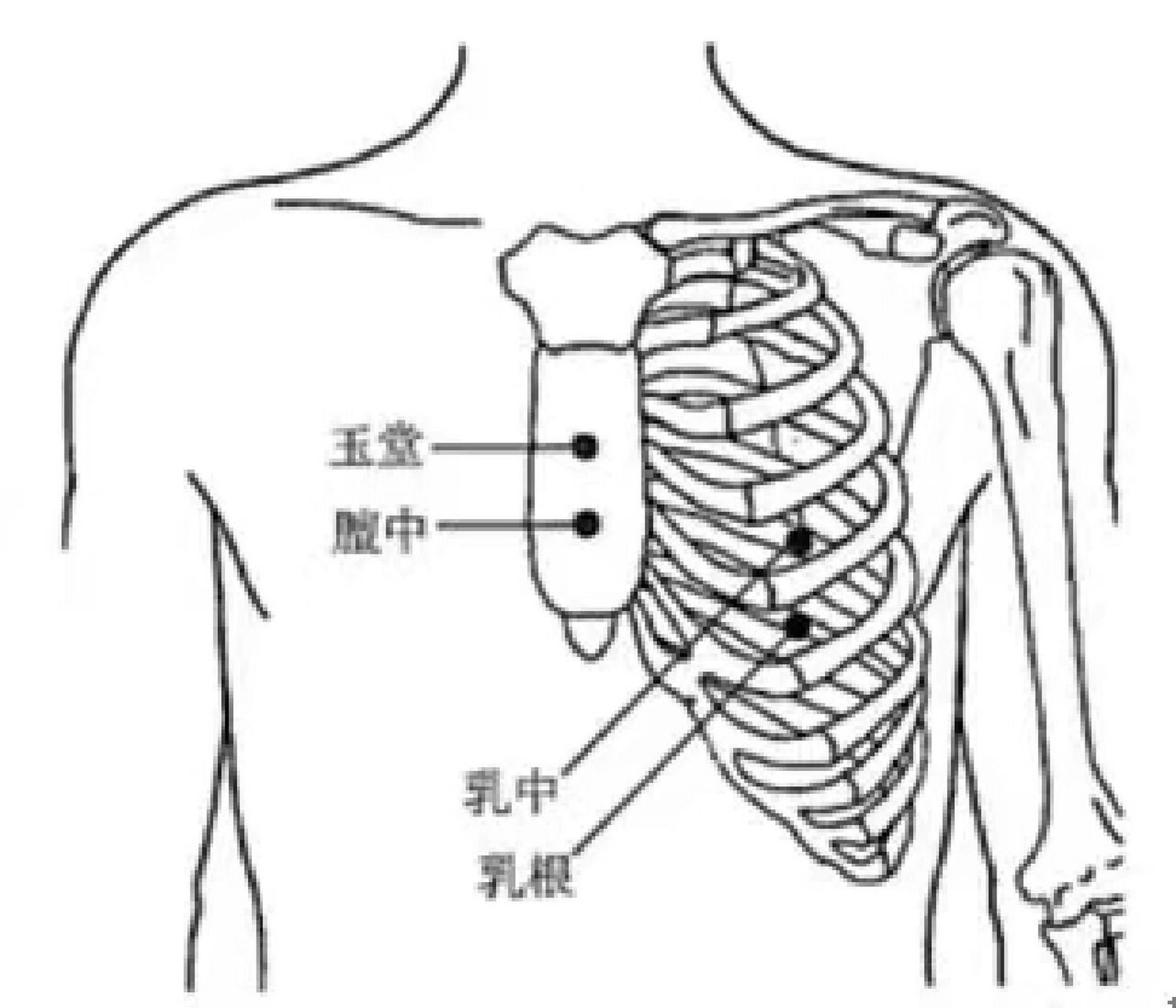 乳房学位经络图乳腺图片