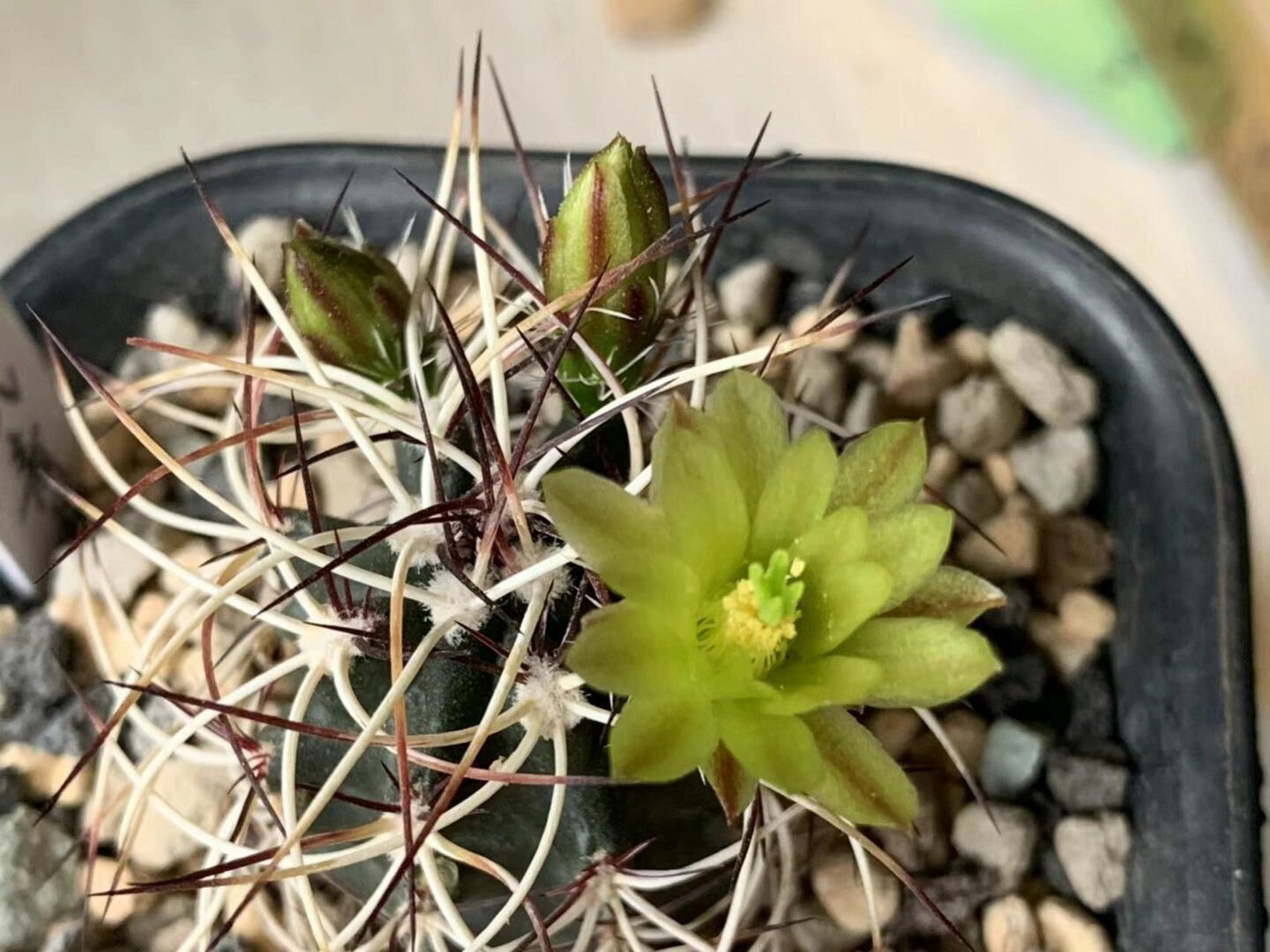 仙人球 达氏青花虾 达氏青花虾(echinocereus viridiflorus var.