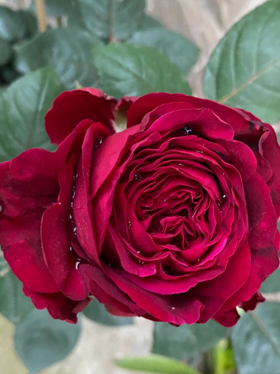 风中玫瑰～黑红黑红的月季,切花品种,长枝条开花,直立型好,花苞露色的