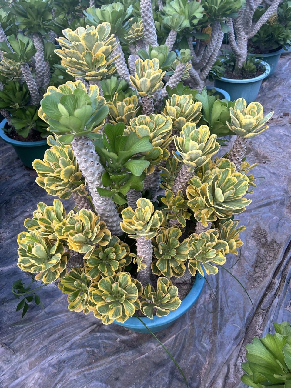 【基地直拍】扇贝麒麟锦98麒麟镇宅的瑞兽 非常适合放在家里的一款