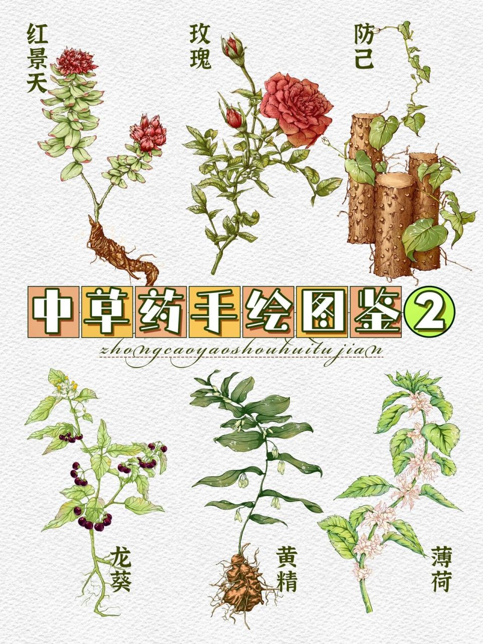 【本草纲目】中草药手绘图鉴2#原创插画 中草药图鉴2终于画完啦～ 想