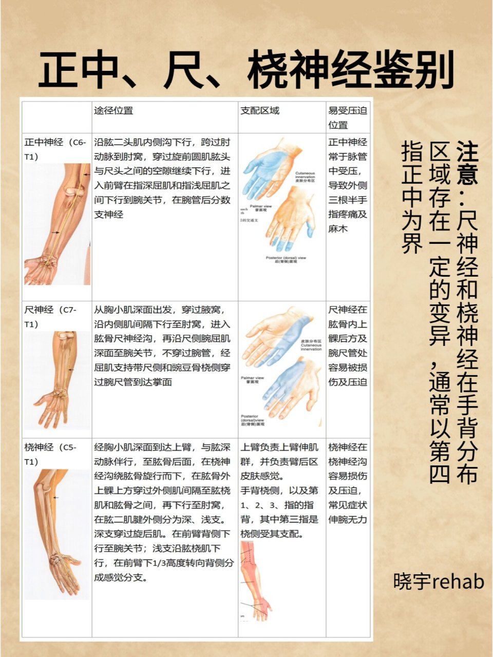 手部感觉神经分布图示图片