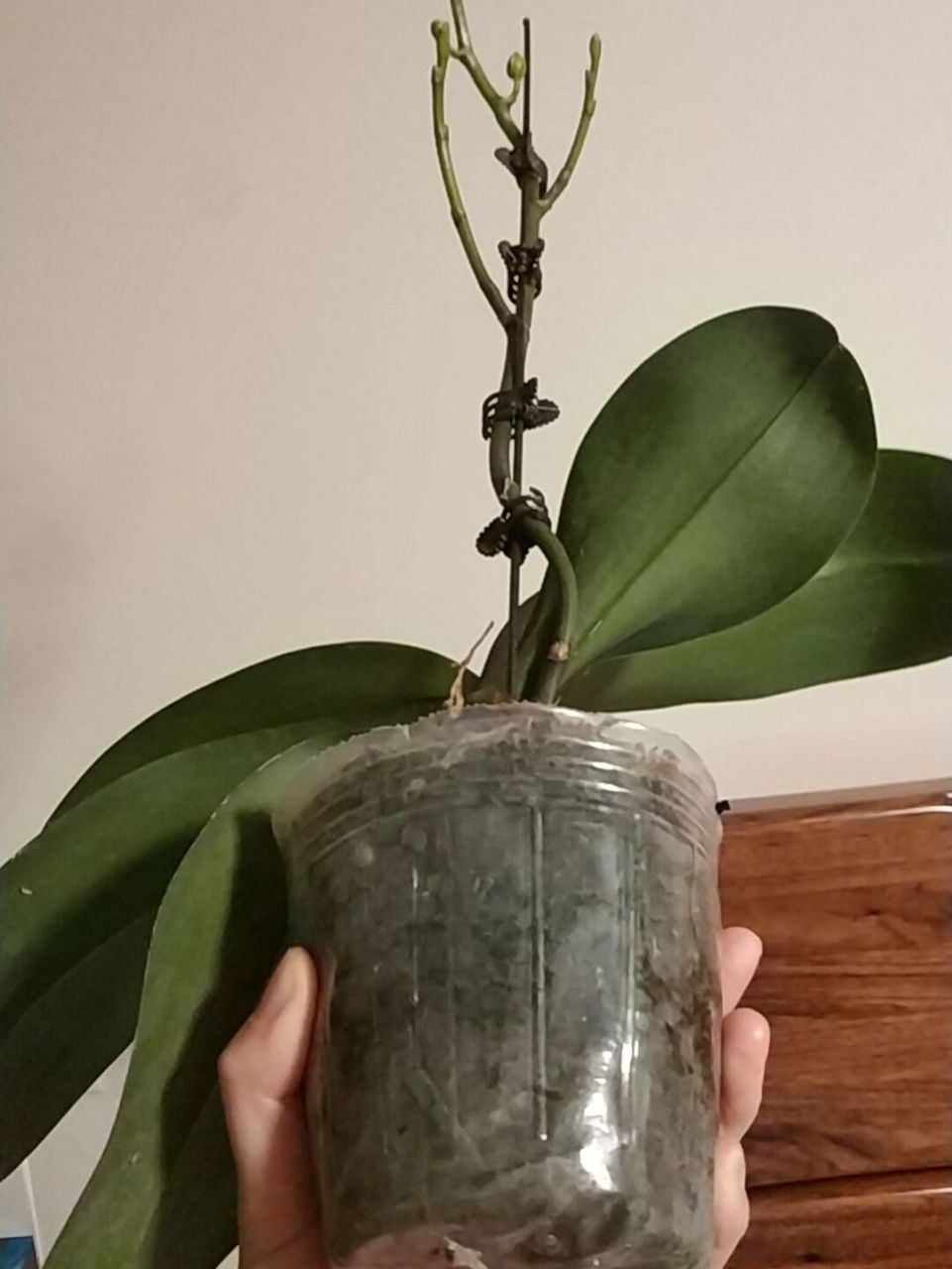 蝴蝶兰花后修剪三种方法,三种结局 1.