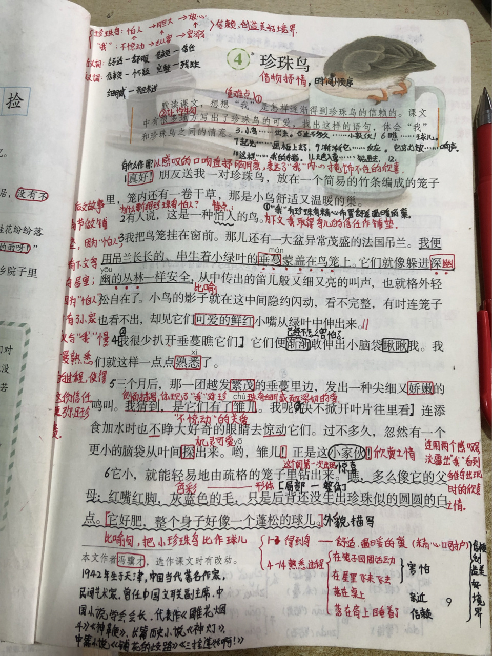 详细备课笔记 五年级上册《珍珠鸟 五年级上册语文 学习笔记 小学