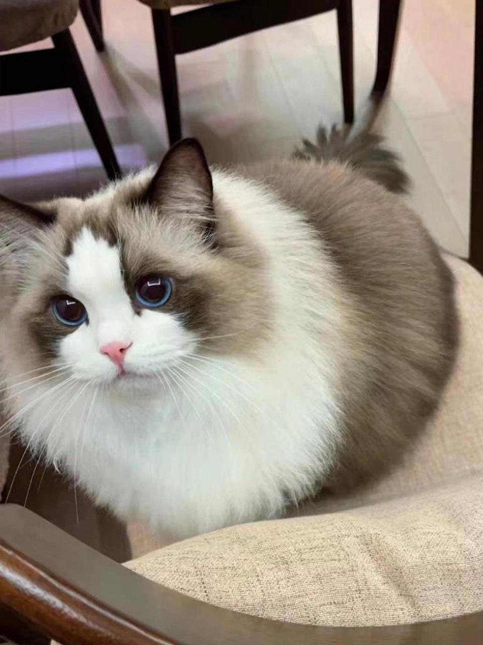 布偶猫掉毛严重看过来!