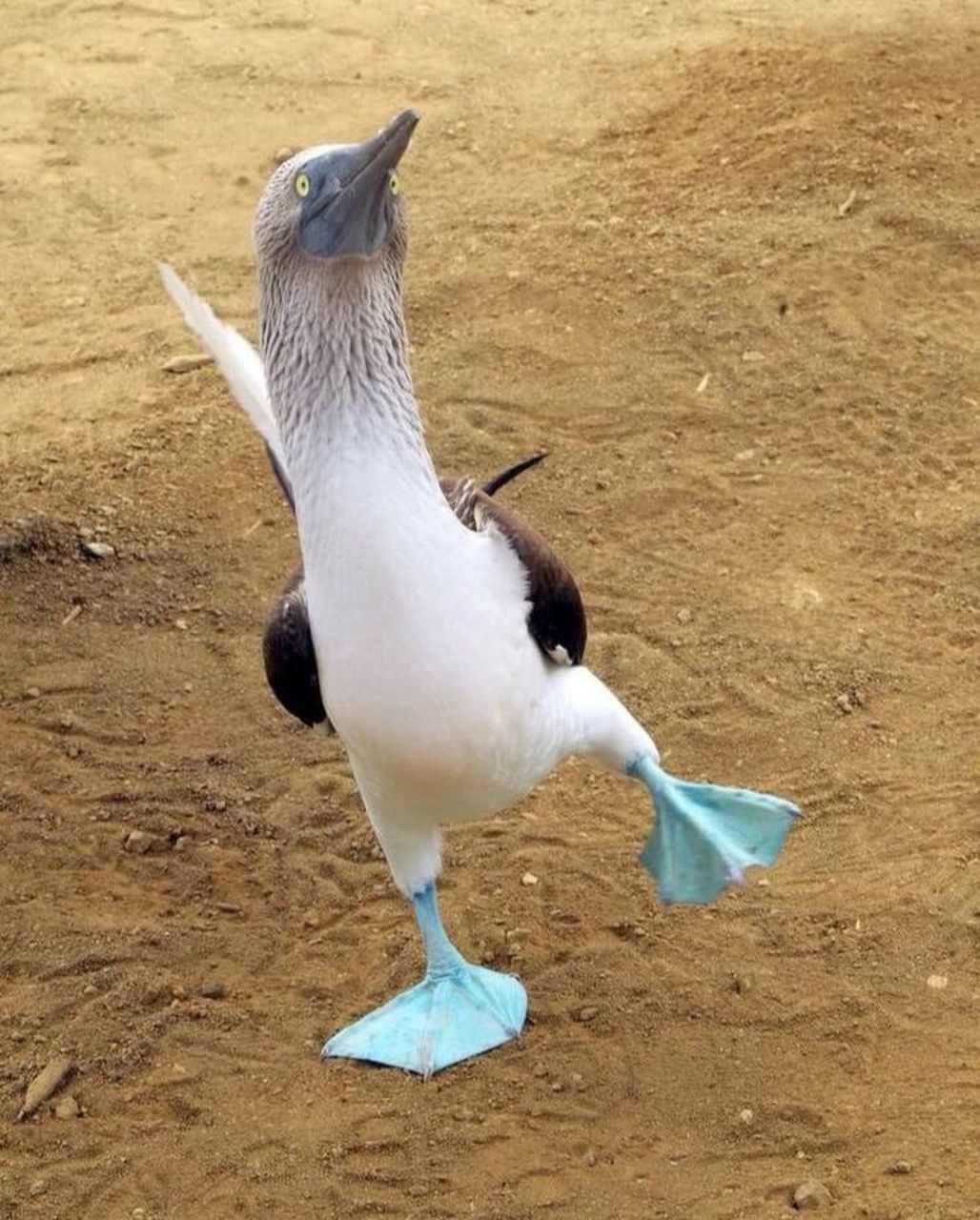 平均体长80厘米,属于大型海鸟,大部分时间在海上活动.