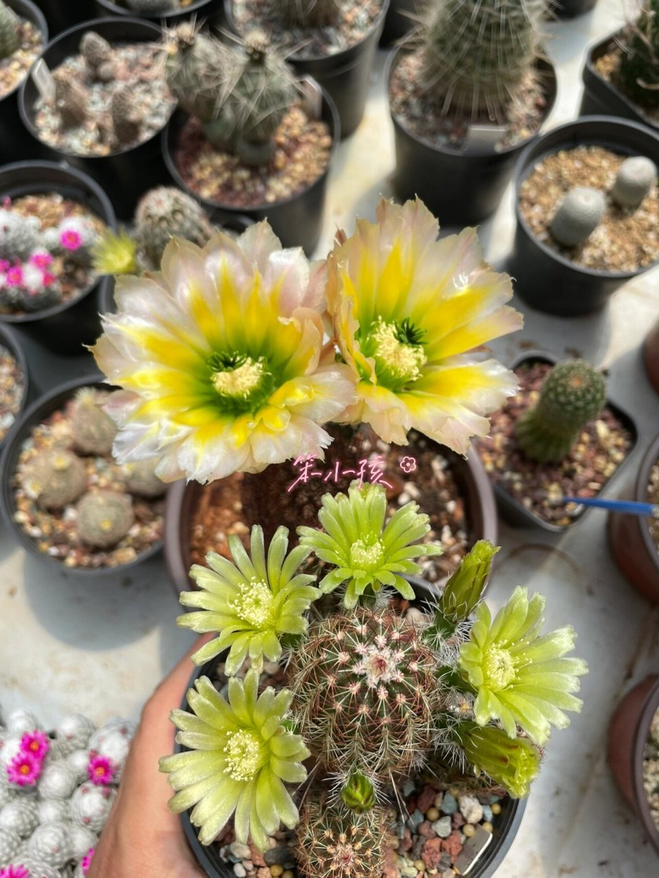 仙人球鹿角柱属 御旗虾 这个美不美直接看图,这颗6年多了,第一次开花