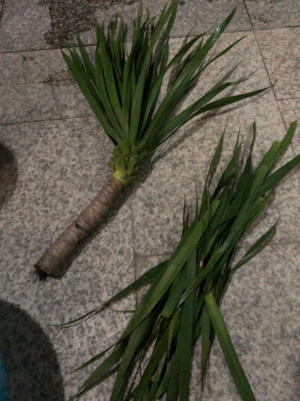 千年木扦插 第一次扦插没经验  这样能活吗  这是千年木吗 路边掰的