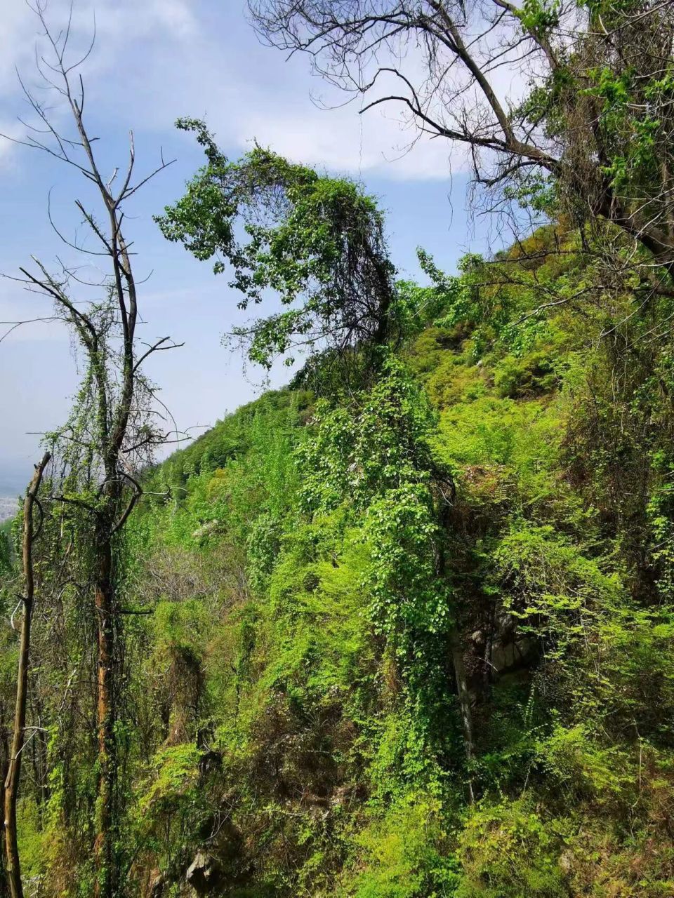 秦岭月亮沟徒步|适合小白亲子 96月亮沟路村庄,竹林,瀑布,寺庙众多