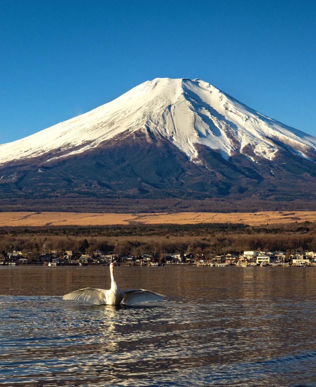 山中湖|富士山最佳打卡点 91山中湖位于富士山东侧,是富士五湖中最