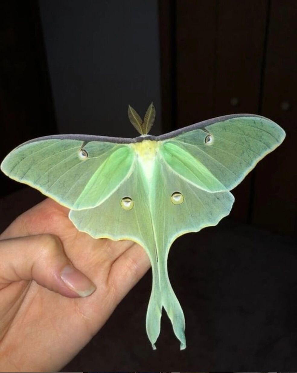 月型大蚕蛾(actias luna