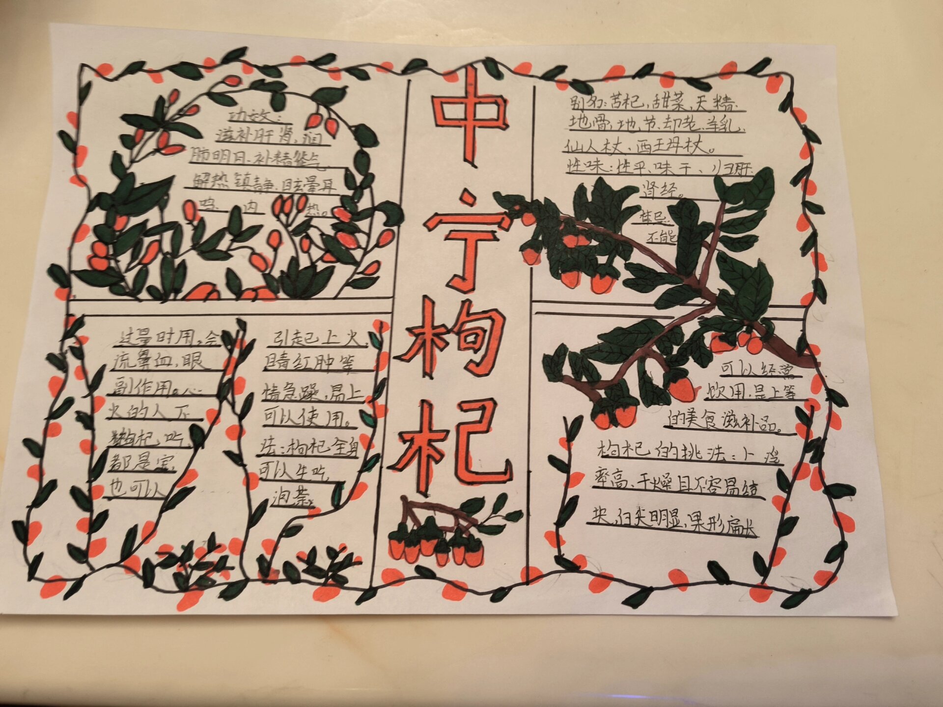 中宁枸杞手抄报