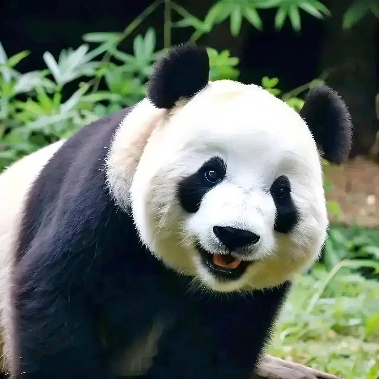 最近大熊猫飞云出名了  那天,天气晴朗阳光明媚.