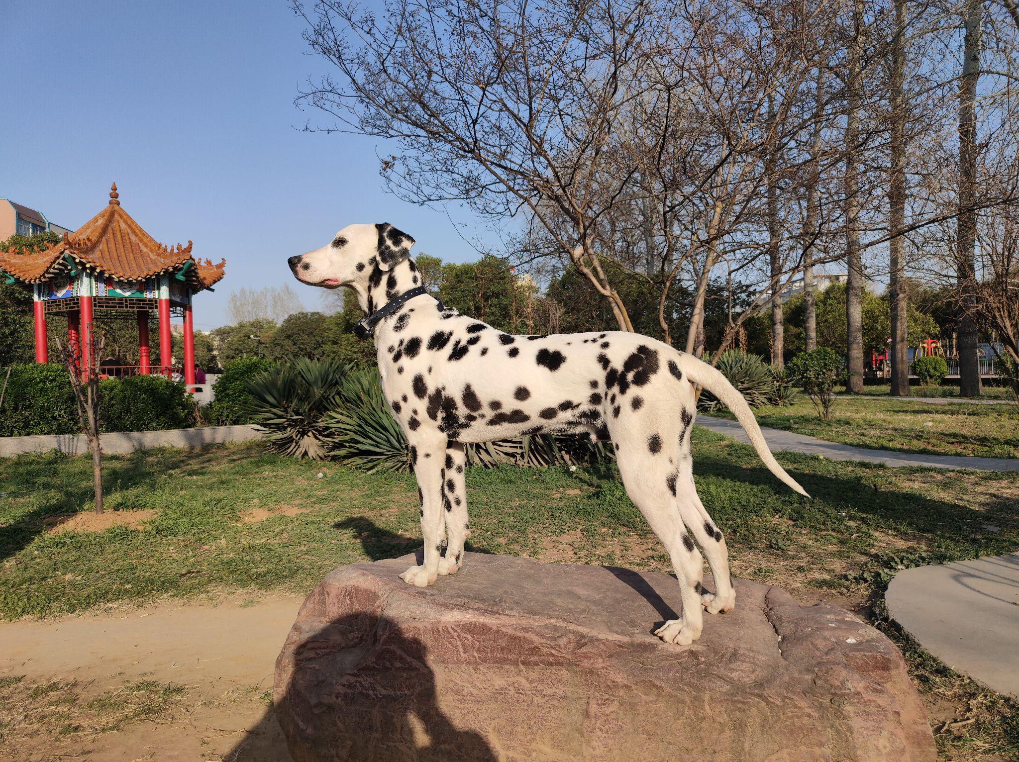 大麦町犬图片咬人图片