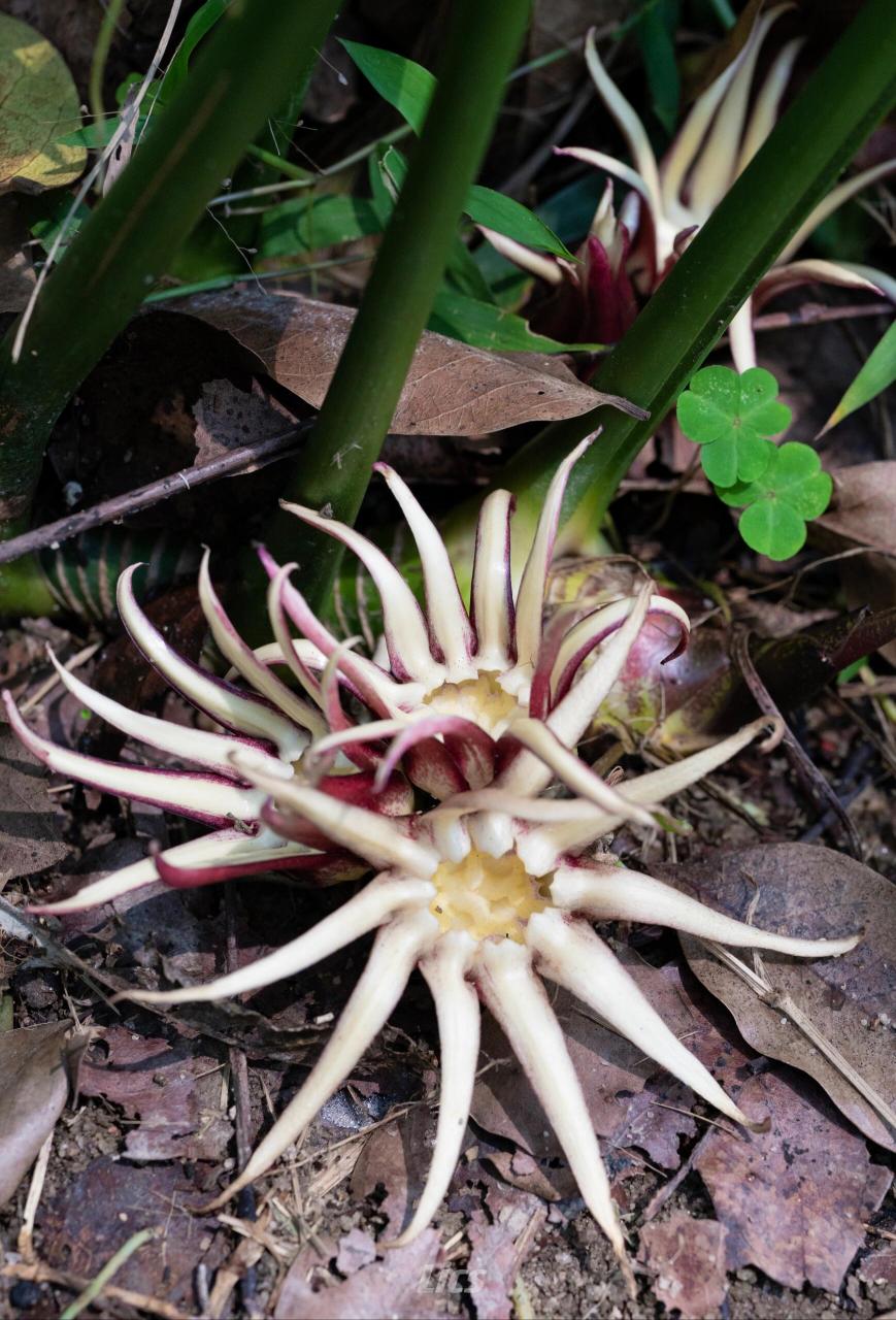 华南植物园春花预告 | 罗甸蜘蛛抱蛋 大概3月份中下旬就可以开花了!