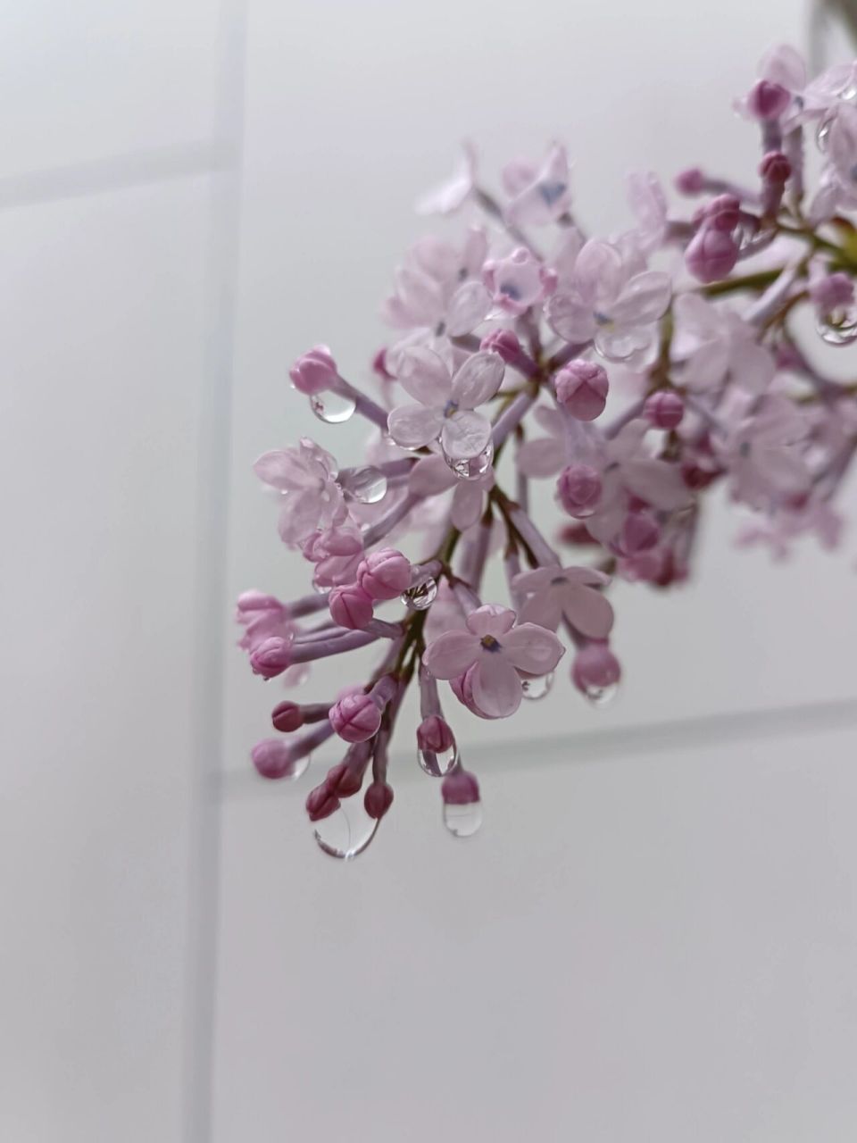 雨中丁香花 "……丁香一样的颜色,丁香一样的芬芳,丁香一样的忧愁