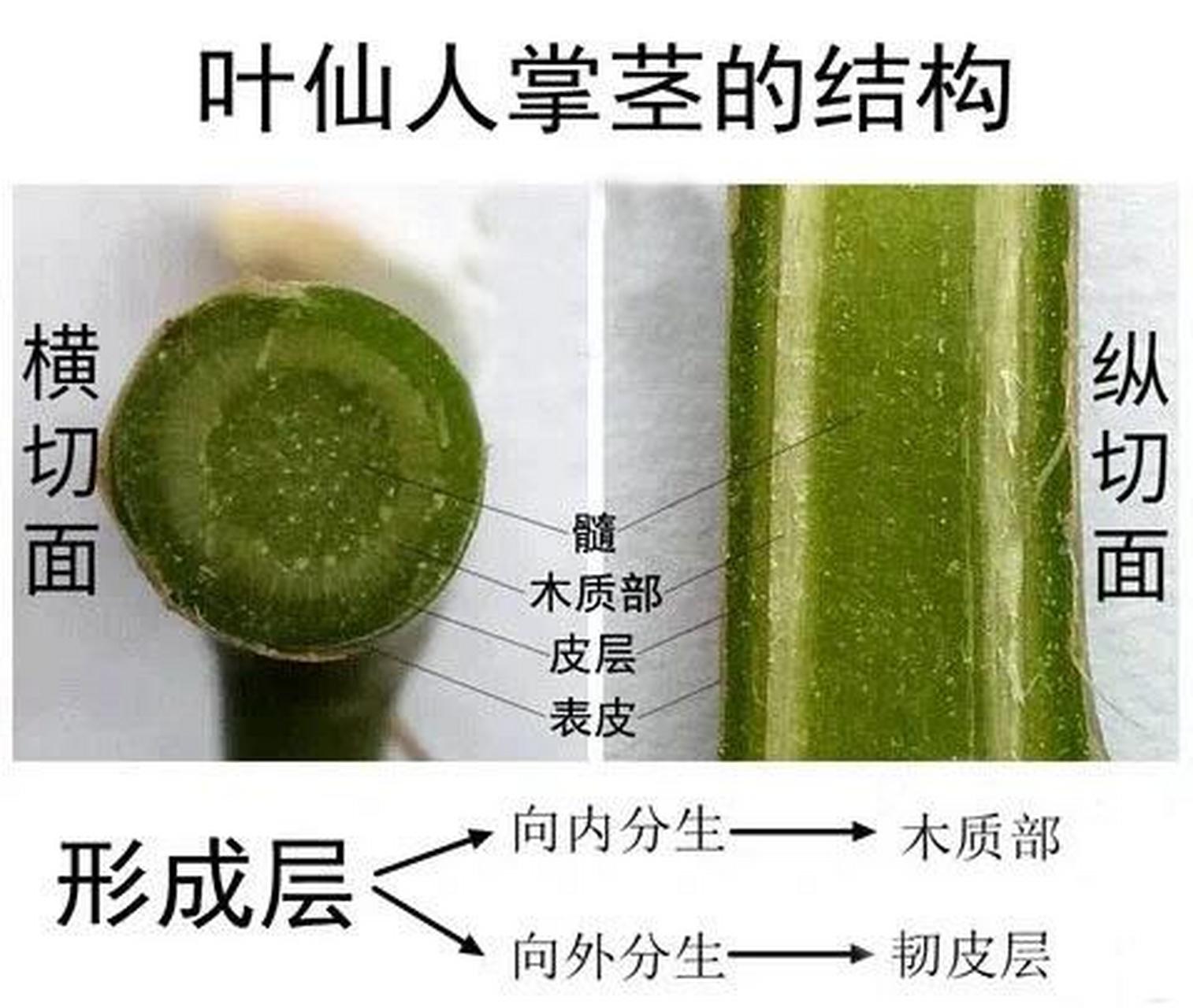 仙人掌茎的结构 99表皮:植物体最外面的一层细胞,具有保护功能.