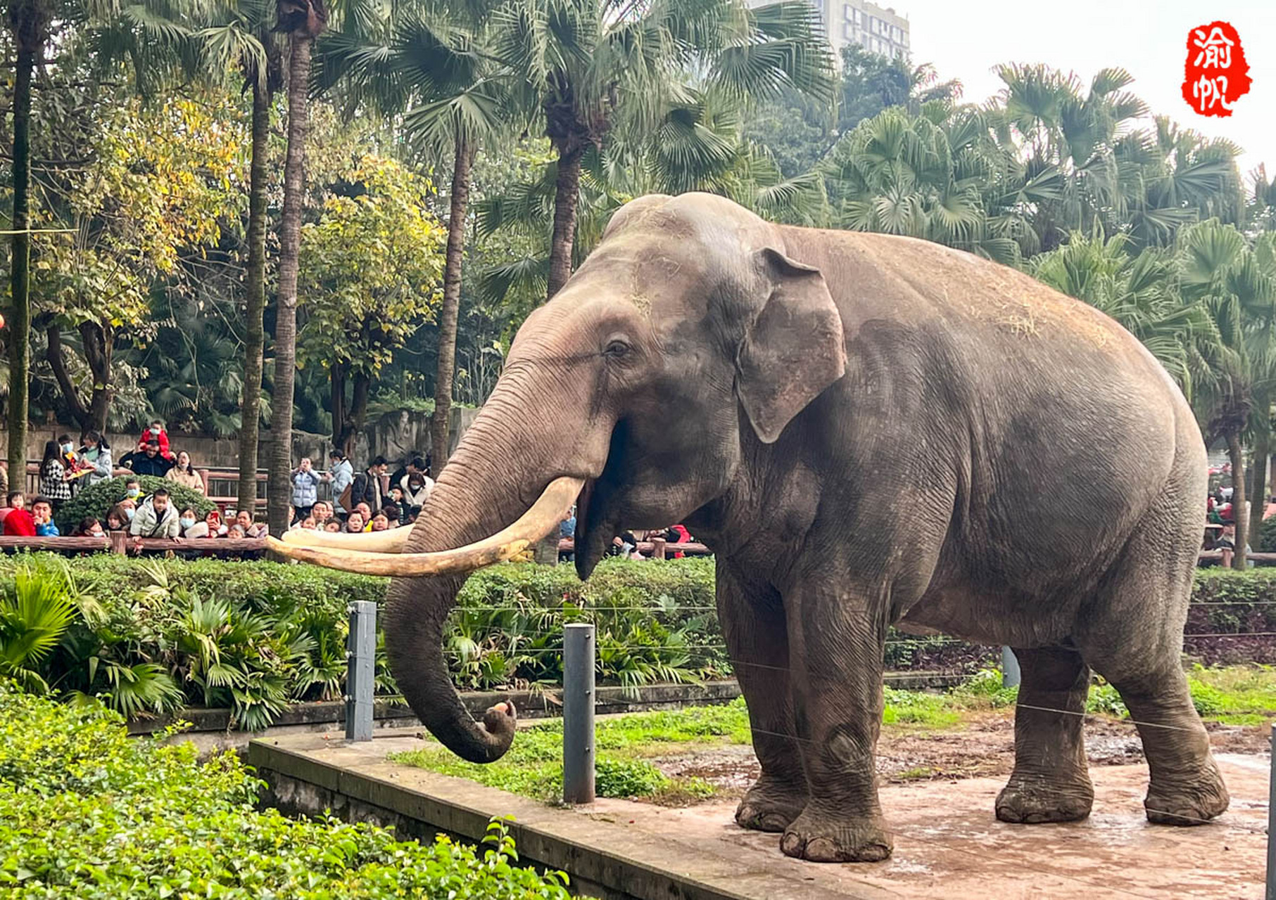 重庆动物园全国最多 "你们重庆虽然是网红城市,可惜没有熊猫!