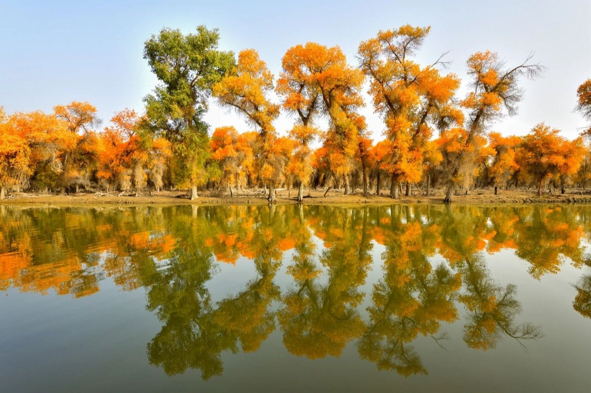 喀什泽普金胡杨丨带你领略不一样的秋日限定 世界上的胡杨绝大部分