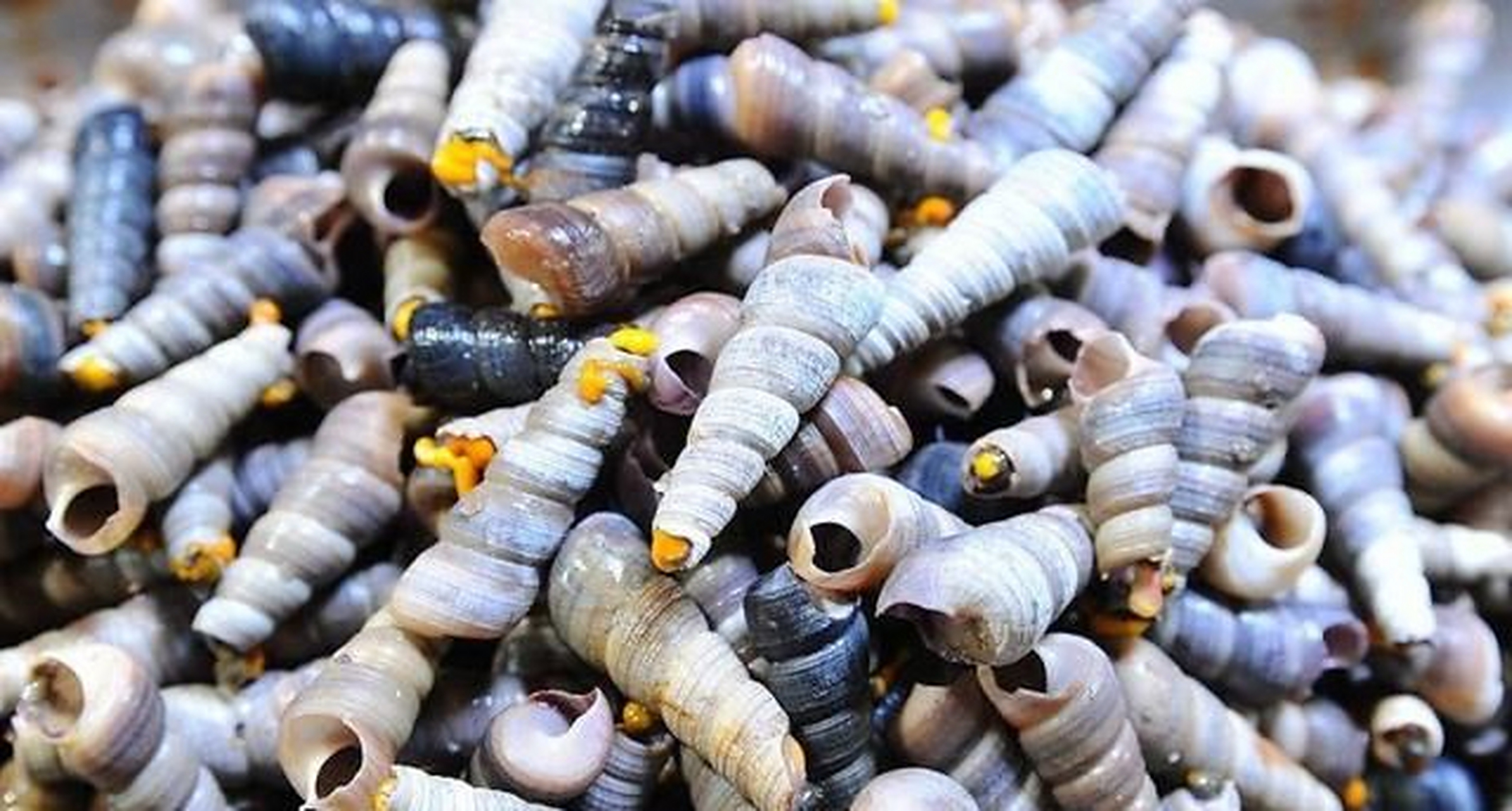 寻美宁波#【#宁波下酒海鲜白灼海锥螺#[馋嘴]】锥螺壳体修长精致