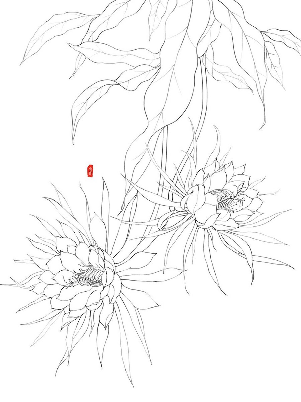 70 昙花 第二张昙花啦