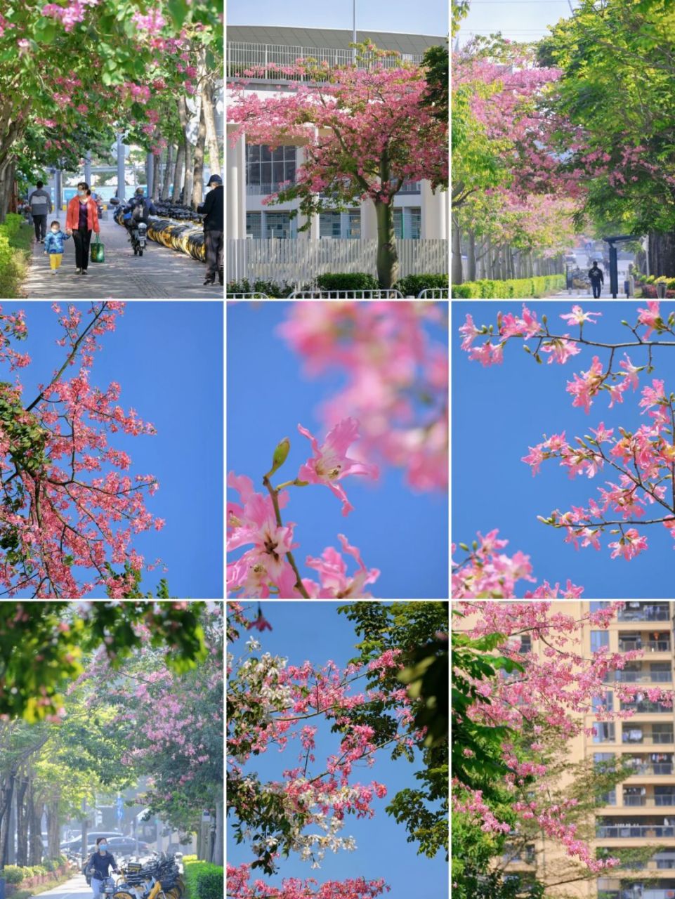 龙华最美街道-是"春天"来了吧 #摄影日常# #治愈