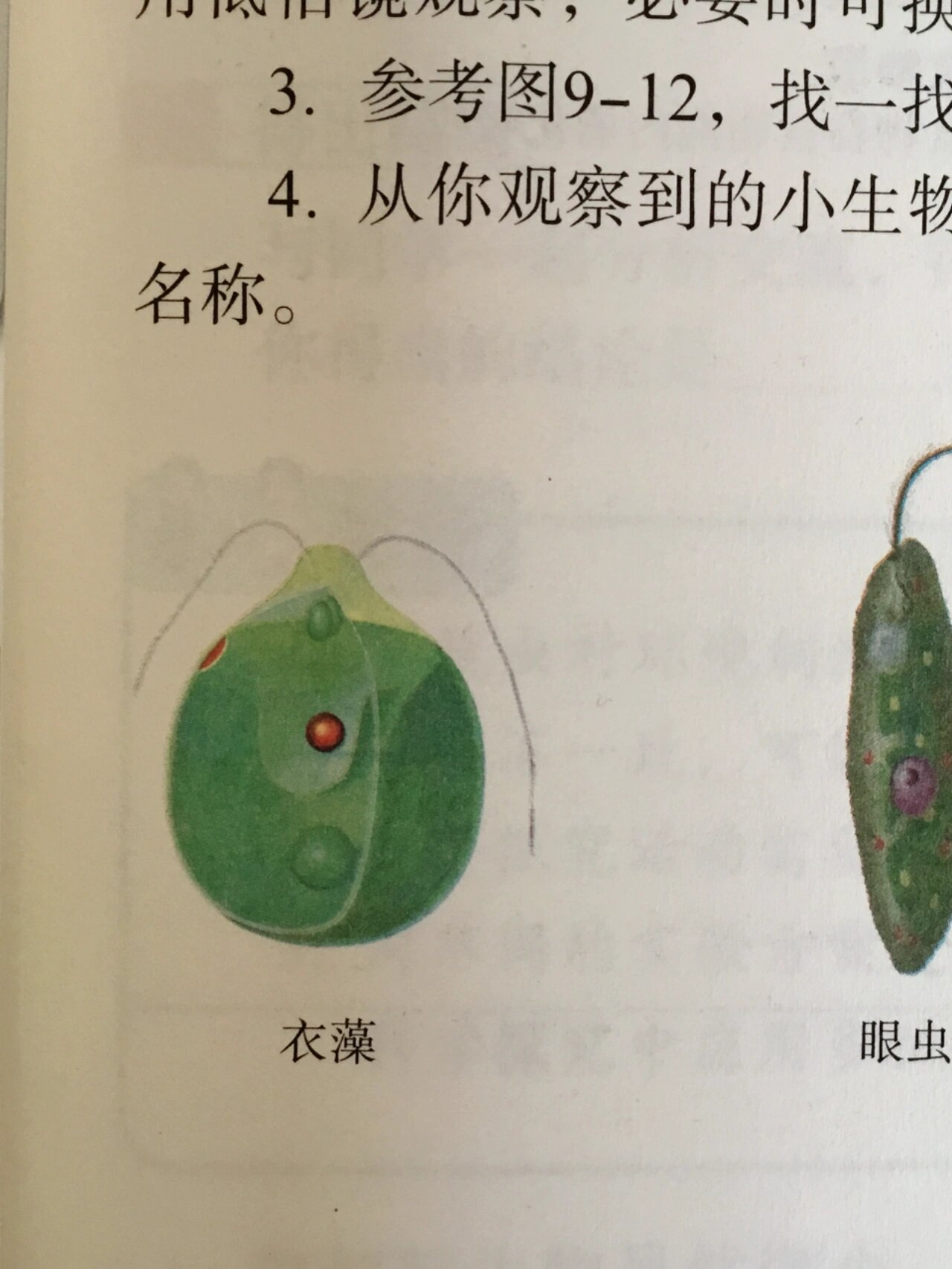 说痞老板是衣藻 我一时间真的无法接受 不感觉更像衣藻和眼虫的结合吗