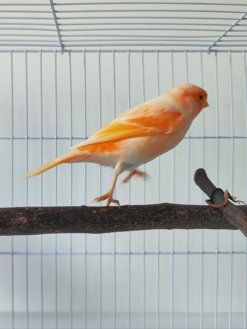 芙蓉鸟(玉鸟)·马赛克 今天给芙蓉鸟(玉鸟)·马赛克,秋冬季节期适配鸟