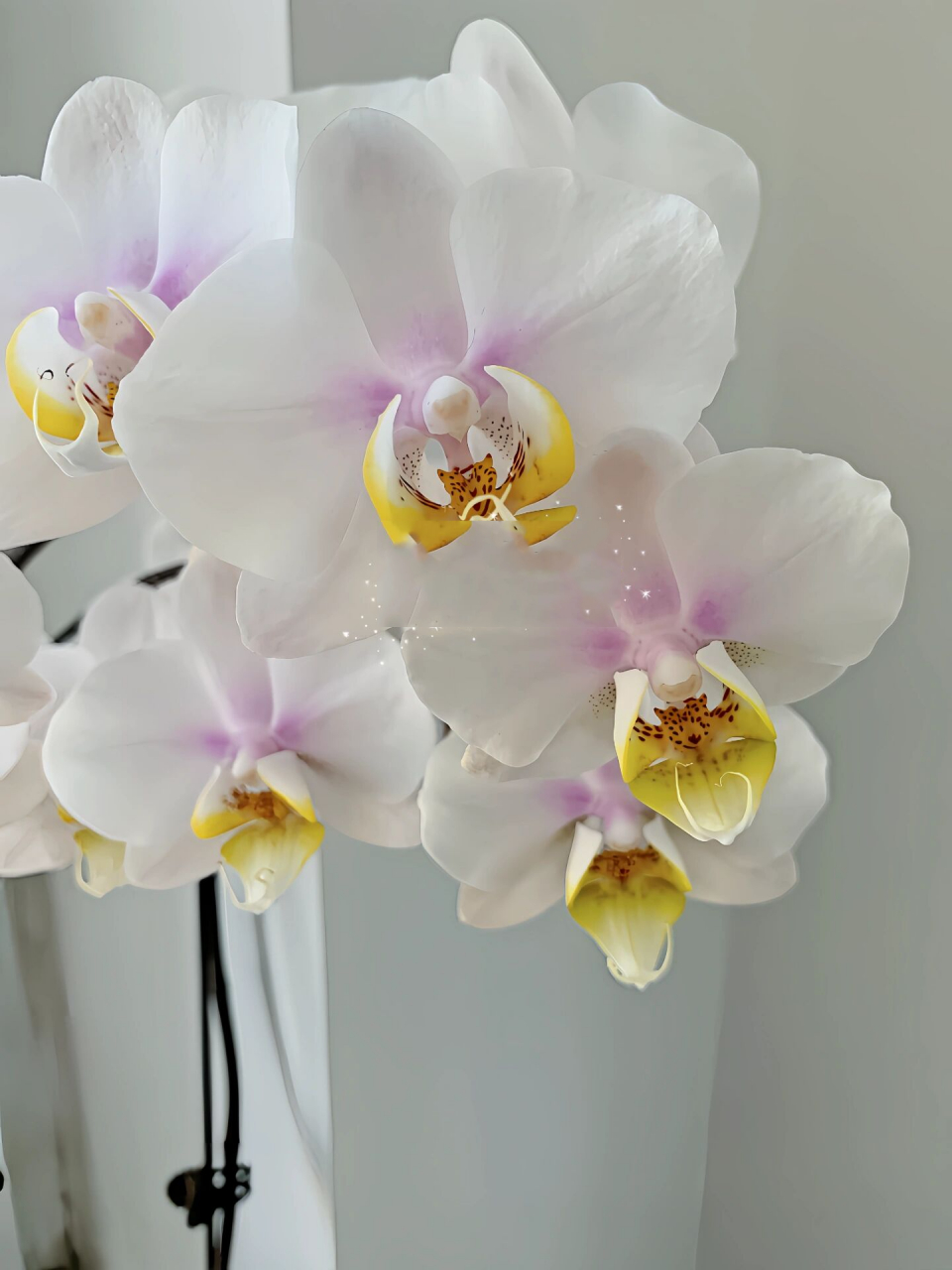 大忙人 蝴蝶兰 欧品的蝴蝶兰还是很皮实,而且爱出多剑,多分叉,多花