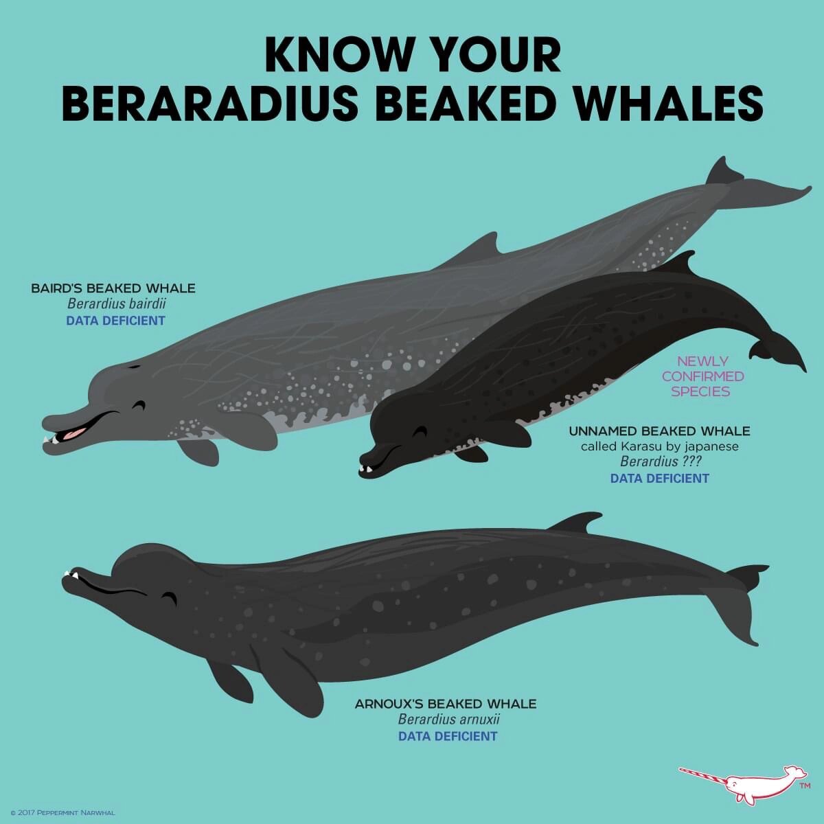 baird's beaked whale 贝氏喙鲸/ northern four-toothed whale 北方